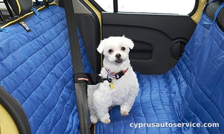 RENAULT KANGOO WITH PET